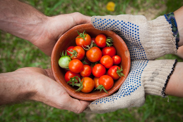 two sets of hands holding bowl of cherry tomatoes together