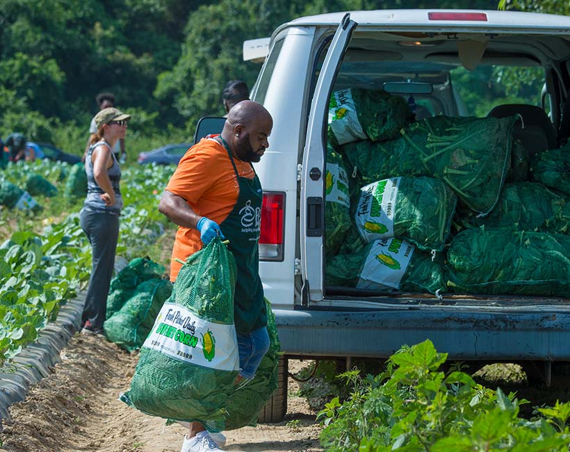 Volunteer loading kale onto truck at farm