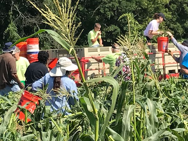 Volunteers loading corn at farm